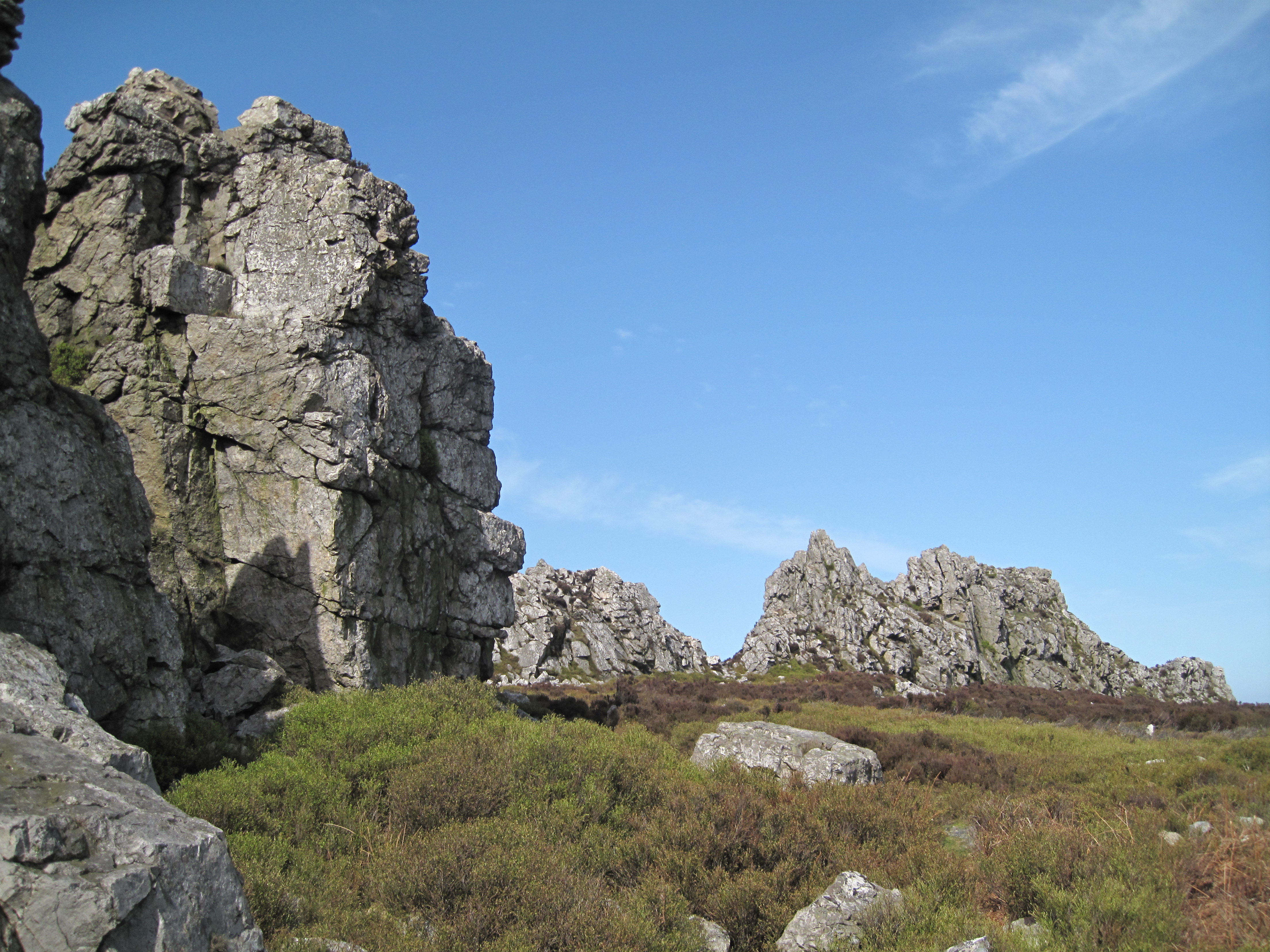 Close-up of upland flora contributing to biodiversity